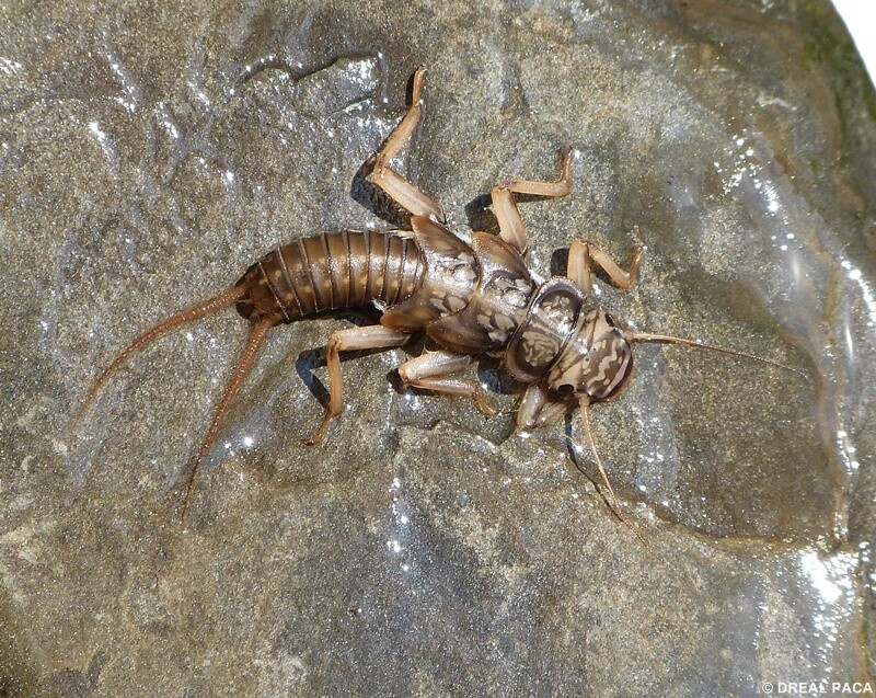 Activité scolaire environnement : les gardiens de l'eau Photo de l'activité scolaire environnement : les gardiens de l'eau montrant un invertébré sur un rocher dans l'eau